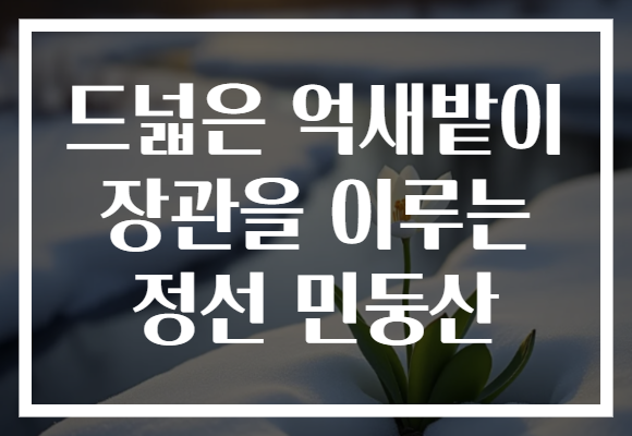 드넓은 억새밭이 장관을 이루는 정선 민둥산