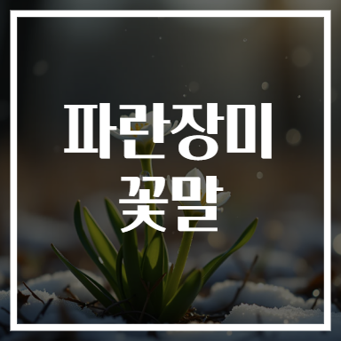 파란장미 꽃말