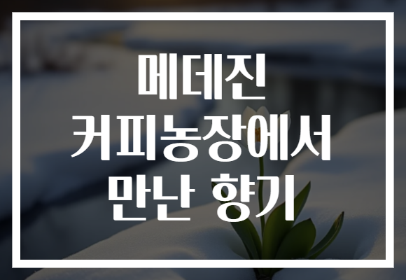 메데진 커피농장에서 만난 향기