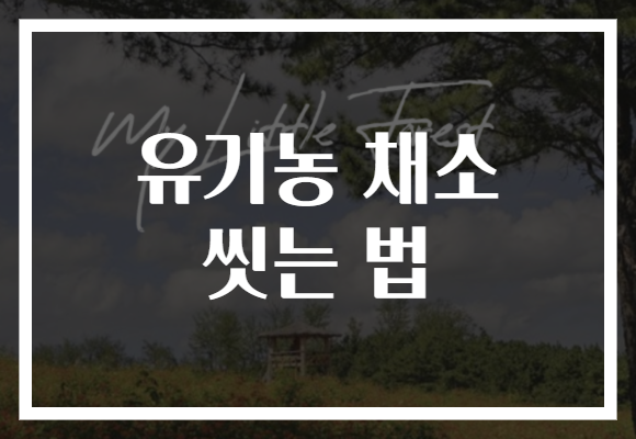 유기농 채소 씻는 법