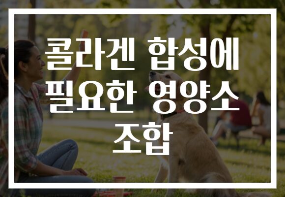 콜라겐 합성에 필요한 영양소 조합