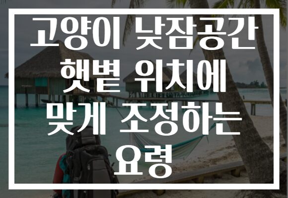 고양이 낮잠공간 햇볕 위치에 맞게 조정하는 요령