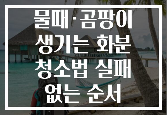 물때·곰팡이 생기는 화분 청소법 실패 없는 순서