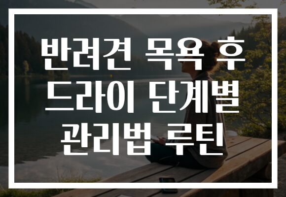 반려견 목욕 후 드라이 단계별 관리법 루틴