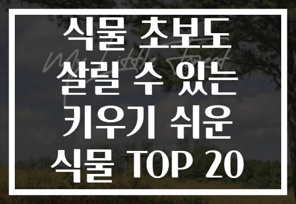 식물 초보도 살릴 수 있는 키우기 쉬운 식물 TOP 20