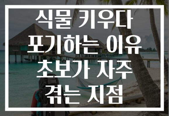 식물 키우다 포기하는 이유 초보가 자주 겪는 지점