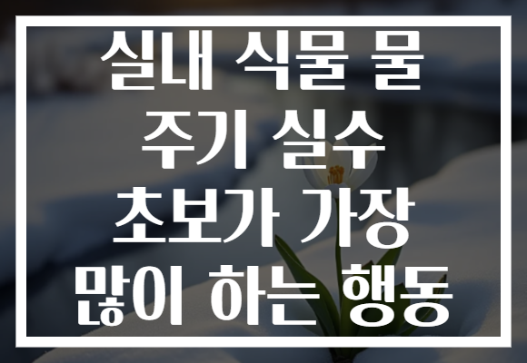 실내 식물 물 주기 실수 초보가 가장 많이 하는 행동
