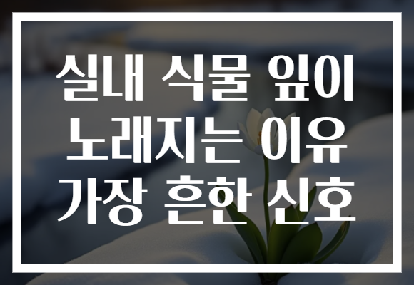 실내 식물 잎이 노래지는 이유 가장 흔한 신호
