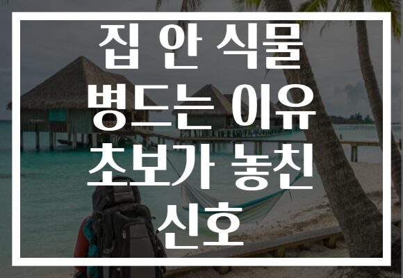 집 안 식물 병드는 이유 초보가 놓친 신호