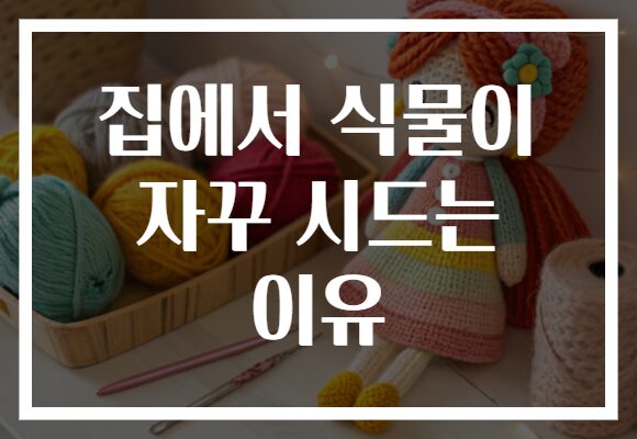 집에서 식물이 자꾸 시드는 이유