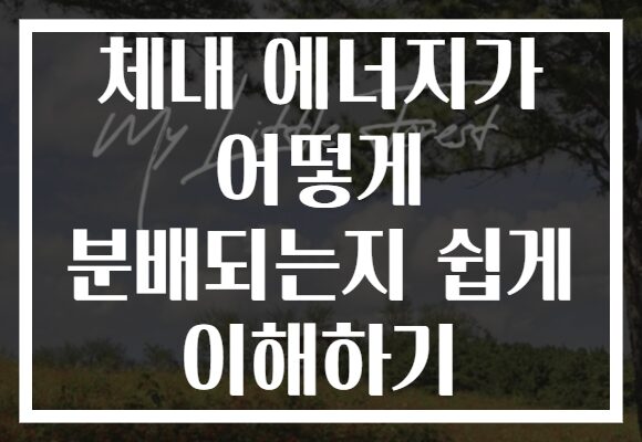 체내 에너지가 어떻게 분배되는지 쉽게 이해하기