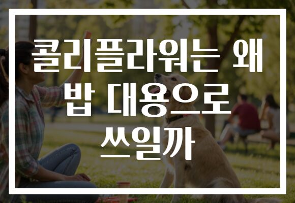 콜리플라워는 왜 밥 대용으로 쓰일까