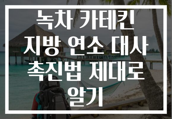 녹차 카테킨 지방 연소 대사 촉진법 제대로 알기