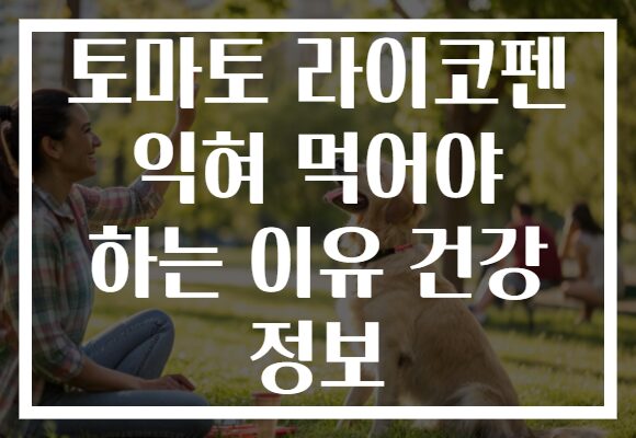 토마토 라이코펜 익혀 먹어야 하는 이유 건강 정보
