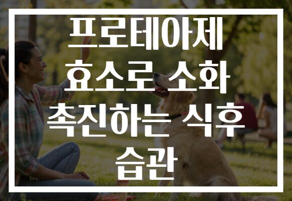 프로테아제 효소로 소화 촉진하는 식후 습관