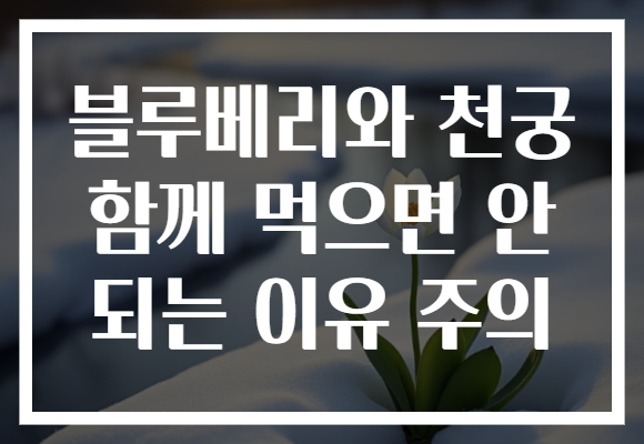 블루베리와 천궁 함께 먹으면 안 되는 이유 주의