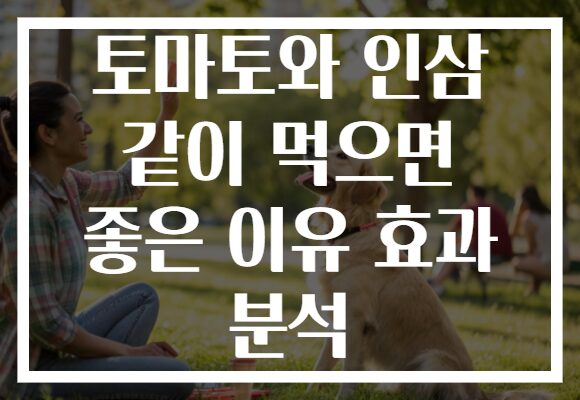 토마토와 인삼 같이 먹으면 좋은 이유 효과 분석