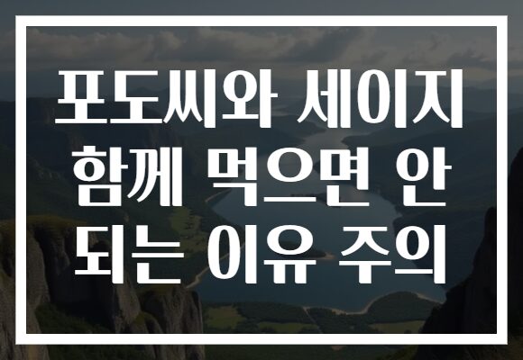 포도씨와 세이지 함께 먹으면 안 되는 이유 주의