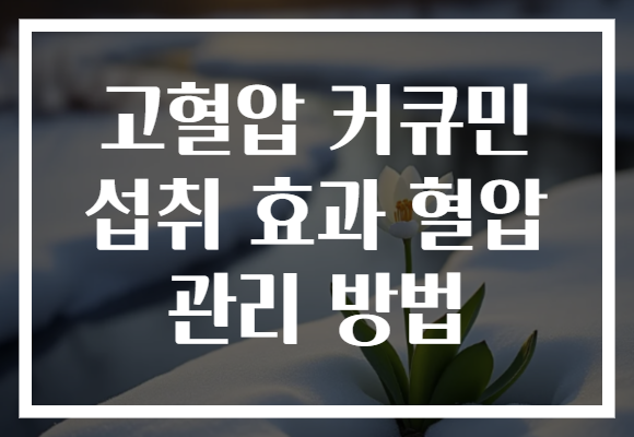고혈압 커큐민 섭취 효과 혈압 관리 방법