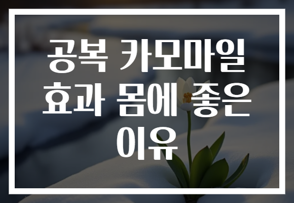 공복 카모마일 효과 몸에 좋은 이유