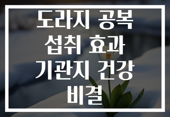 도라지 공복 섭취 효과 기관지 건강 비결