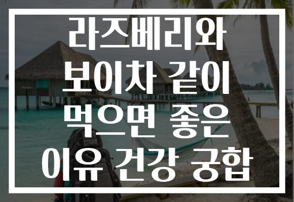 라즈베리와 보이차 같이 먹으면 좋은 이유 건강 궁합