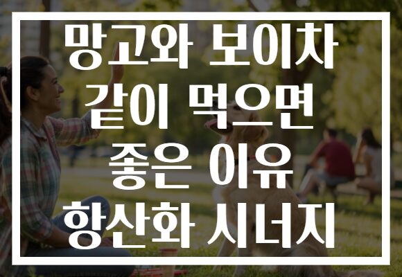 망고와 보이차 같이 먹으면 좋은 이유 항산화 시너지
