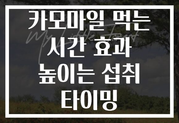 카모마일 먹는 시간 효과 높이는 섭취 타이밍