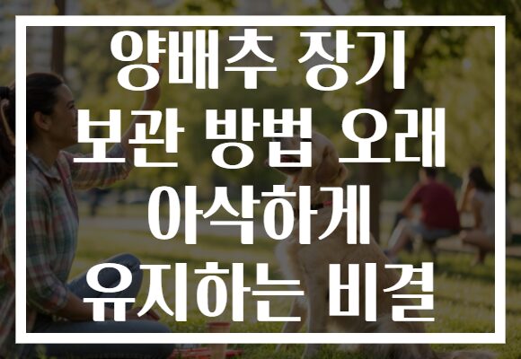 양배추 장기 보관 방법 오래 아삭하게 유지하는 비결