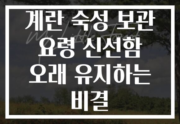 계란 숙성 보관 요령 신선함 오래 유지하는 비결