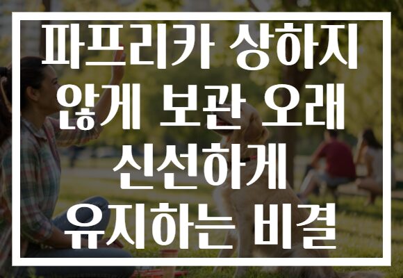 파프리카 상하지 않게 보관 오래 신선하게 유지하는 비결