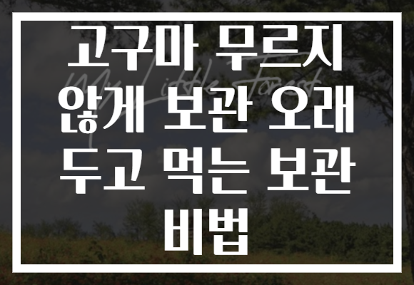고구마 무르지 않게 보관 오래 두고 먹는 보관 비법