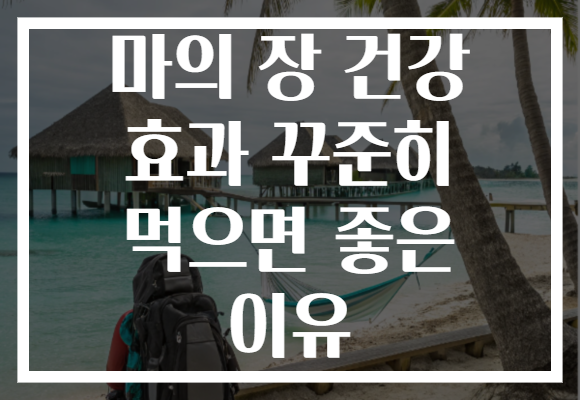 마의 장 건강 효과 꾸준히 먹으면 좋은 이유