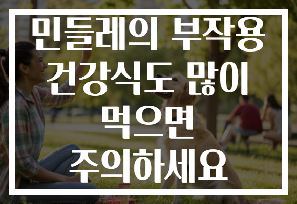 민들레의 부작용 건강식도 많이 먹으면 주의하세요
