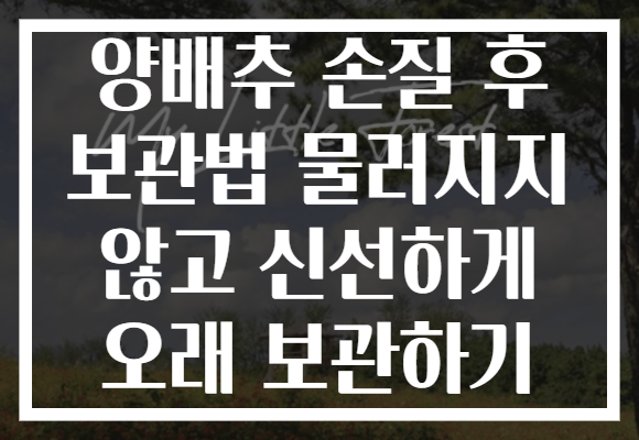 양배추 손질 후 보관법 물러지지 않고 신선하게 오래 보관하기
