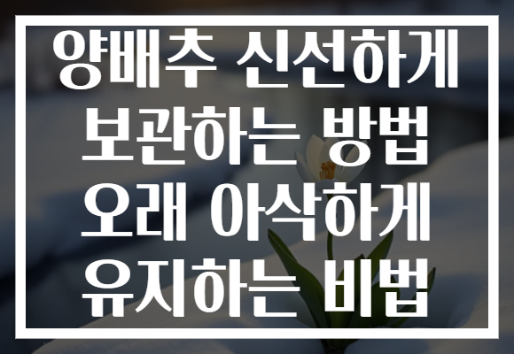 양배추 신선하게 보관하는 방법 오래 아삭하게 유지하는 비법