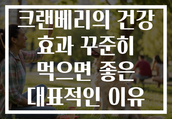 크랜베리의 건강 효과 꾸준히 먹으면 좋은 대표적인 이유