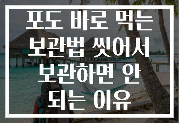 포도 바로 먹는 보관법 씻어서 보관하면 안 되는 이유
